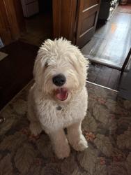 Lost Male Dog last seen Antique Village outside of Osakis, MN, Osakis, MN 56360