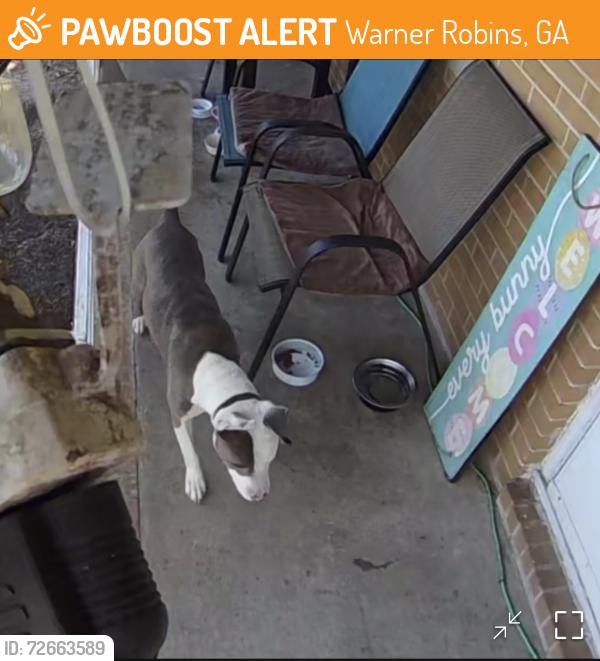 Found/Stray Male Dog last seen Ashby Way & Arrowhead Trail, Warner Robins, GA 31088