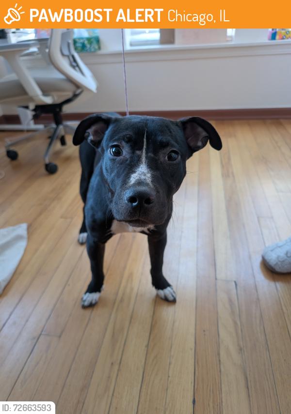 Found/Stray Male Dog last seen Triangle Park, Chicago, IL 60626