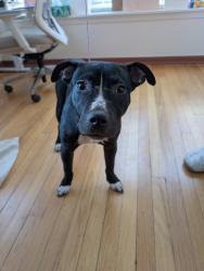 Found/Stray Male Dog last seen Triangle Park, Chicago, IL 60626