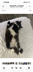 Lost Female Cat last seen Near University Blvd W Jacksonville, FL  32216 United States, Jacksonville, FL 32216