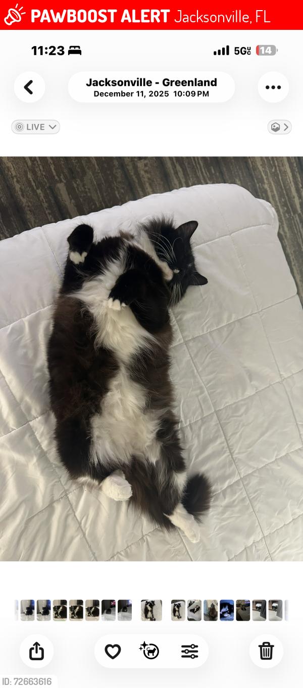 Lost Female Cat last seen Near University Blvd W Jacksonville, FL  32216 United States, Jacksonville, FL 32216