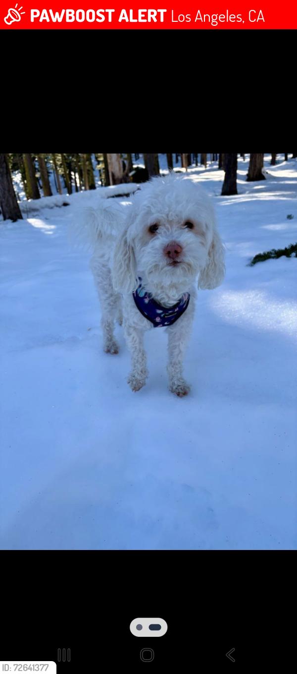 Lost Male Dog last seen Century & McKinley , Los Angeles, CA 90002