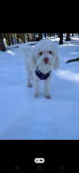 Lost Male Dog last seen Century & McKinley , Los Angeles, CA 90002