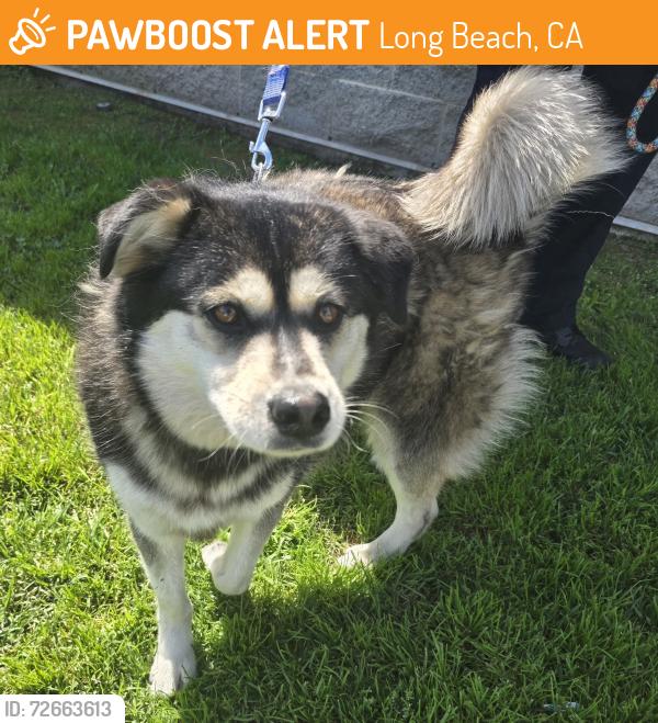 Found/Stray Male Dog last seen Near E Artesia Blvd, Long Beach, CA 90805, Long Beach, CA 90805