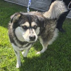 Found/Stray Male Dog last seen Near E Artesia Blvd, Long Beach, CA 90805, Long Beach, CA 90805