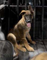 Lost Male Dog last seen E 410 and S Houston, San Antonio, TX 78219