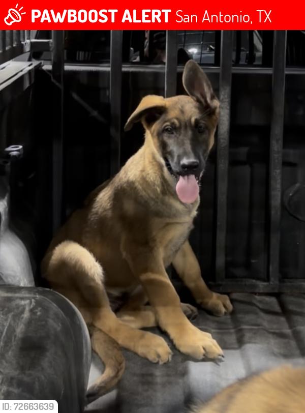 Lost Male Dog last seen E 410 and S Houston, San Antonio, TX 78219