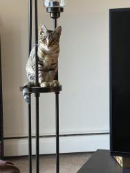 Lost Female Cat last seen Near Audobon ave, Inver Grove Heights, MN 55077