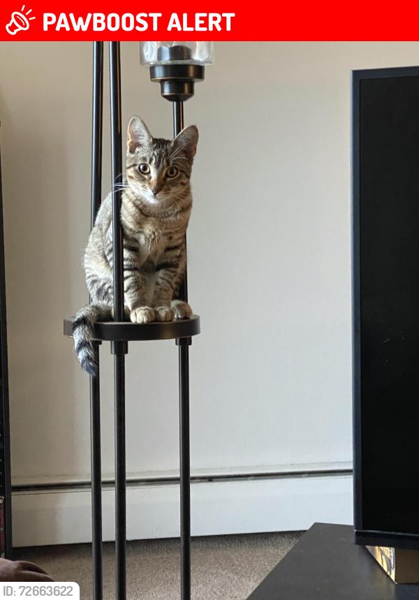Lost Female Cat last seen Near Audobon ave, Inver Grove Heights, MN 55077