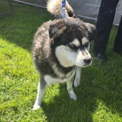 Found/Stray Male Dog last seen Near Clearbrook Dr, Paramount, CA 90723, Paramount, CA 90723