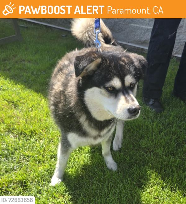 Found/Stray Male Dog last seen Near Clearbrook Dr, Paramount, CA 90723, Paramount, CA 90723