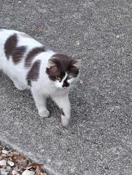Found/Stray Unknown Cat last seen Babcock and Callaghan, San Antonio, TX 78249