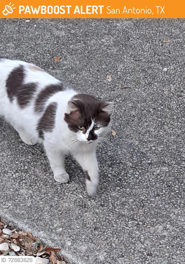 Found/Stray Unknown Cat last seen Babcock and Callaghan, San Antonio, TX 78249
