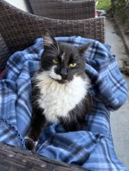 Lost Male Cat last seen Grimmer , Fremont, CA 94538