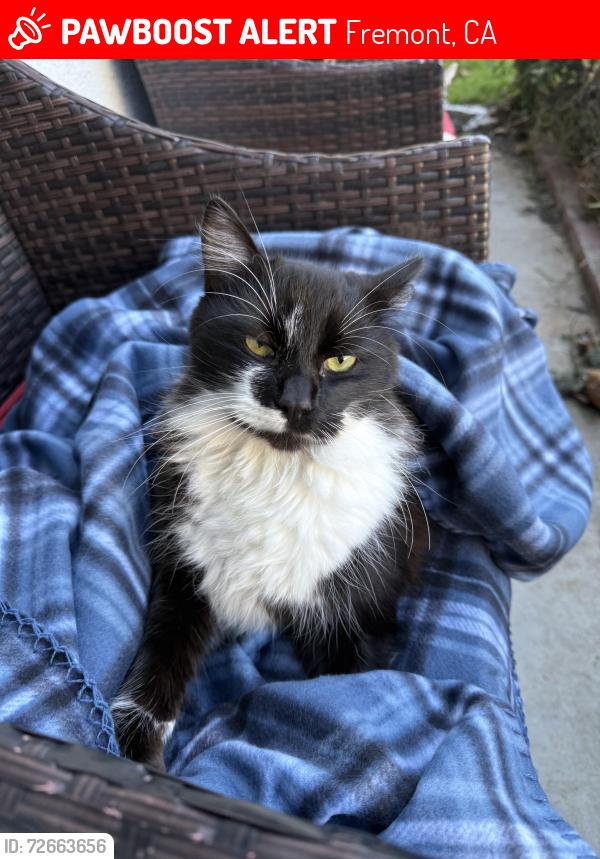Lost Male Cat last seen Grimmer , Fremont, CA 94538
