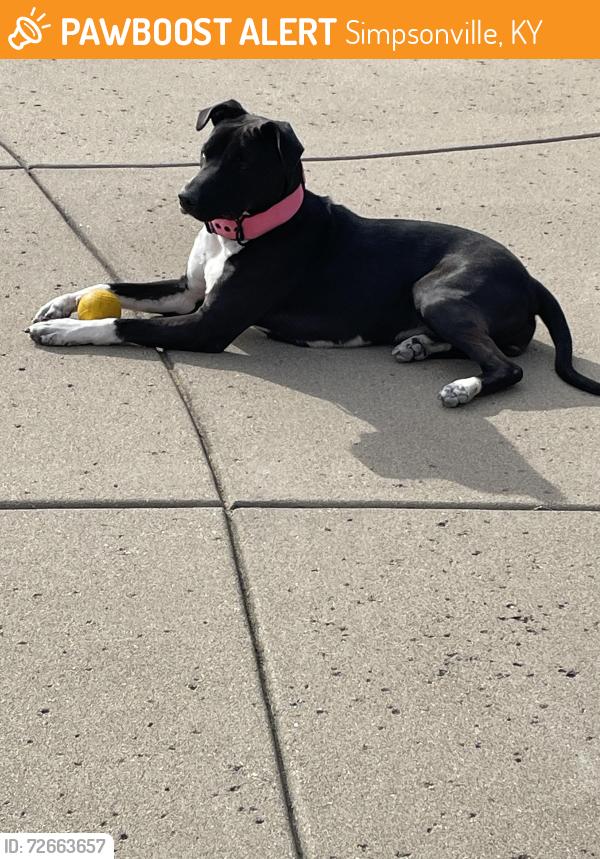 Found/Stray Female Dog last seen Buck Creek Rd, Simpsonville, KY 40067
