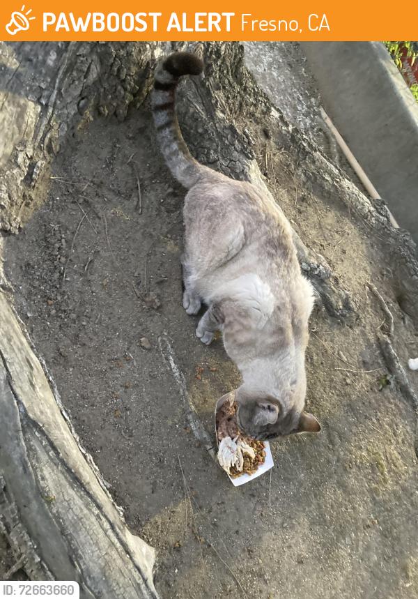 Found/Stray Male Cat last seen Bullard, Fresno, CA 93710
