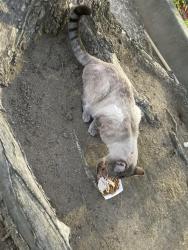 Found/Stray Male Cat last seen Bullard, Fresno, CA 93710