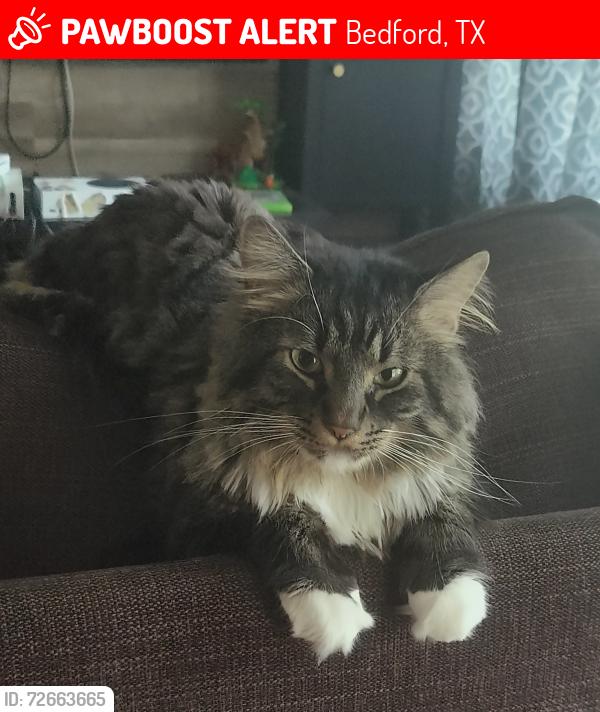 Lost Male Cat last seen Forest ridge and rankin Dr, Bedford, TX 76022