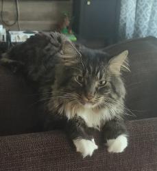 Lost Male Cat last seen Forest ridge and rankin Dr, Bedford, TX 76022