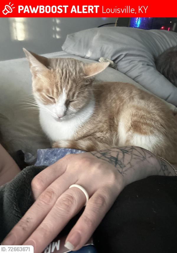 Lost Female Cat last seen Near chamberlain ct, Louisville, KY 40241