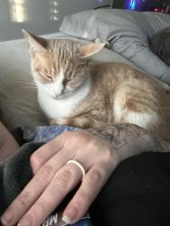 Lost Female Cat last seen Near chamberlain ct, Louisville, KY 40241