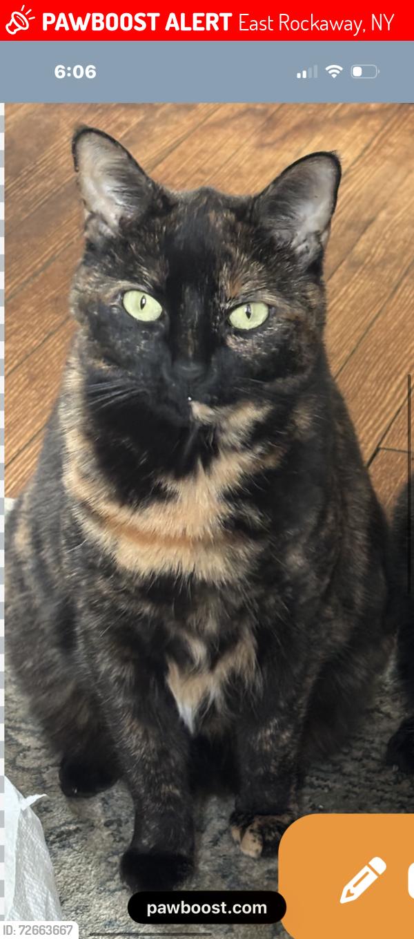 Lost Female Cat last seen Dart street (the burned down house we lived at), East Rockaway, NY 11518