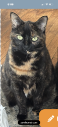 Lost Female Cat last seen Dart street (the burned down house we lived at), East Rockaway, NY 11518