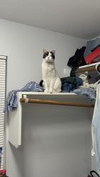 Lost Female Cat last seen Exchange and Holmstrom , Hutto, TX 78634