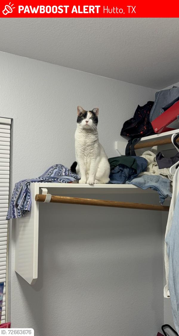 Lost Female Cat last seen Exchange and Holmstrom , Hutto, TX 78634