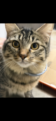 Lost Female Cat last seen Zinfandel and Foothills, Roseville, CA 95747
