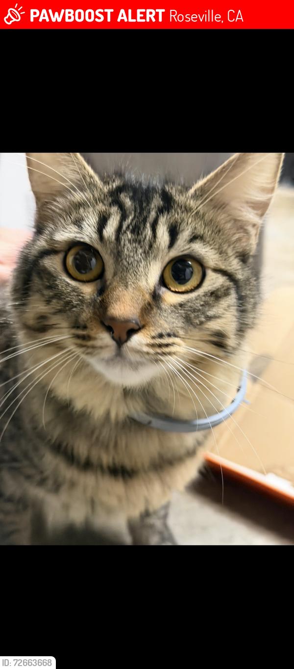Lost Female Cat last seen Zinfandel and Foothills, Roseville, CA 95747