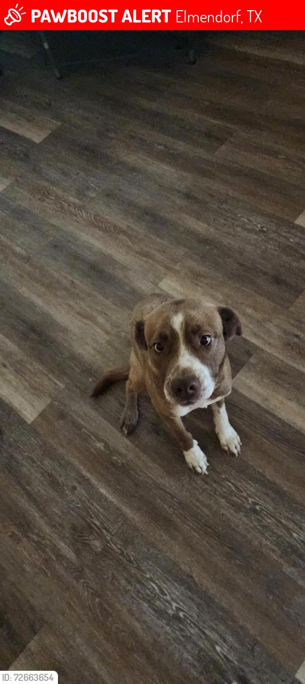 Lost Male Dog last seen Borregas Road & FM 327, Elmendorf, TX, Elmendorf, TX 78112