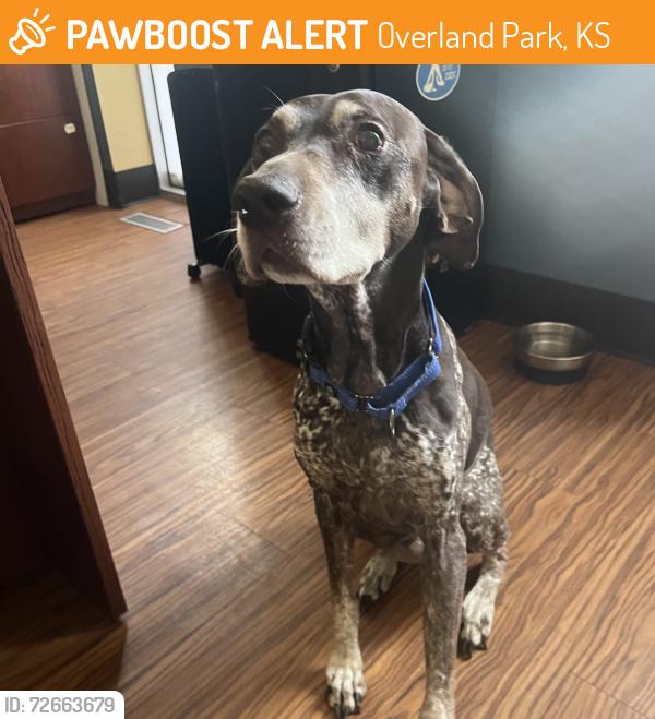 Found/Stray Male Dog last seen W 96th St and Melrose Dr, Overland Park, KS 66214