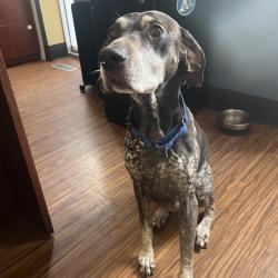 Found/Stray Male Dog last seen W 96th St and Melrose Dr, Overland Park, KS 66214