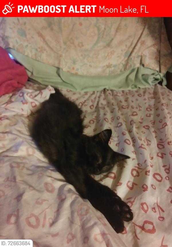 Lost Male Cat last seen By Atlee street, Moon Lake, FL 34654