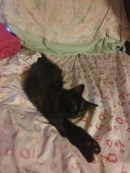 Lost Male Cat last seen By Atlee street, Moon Lake, FL 34654