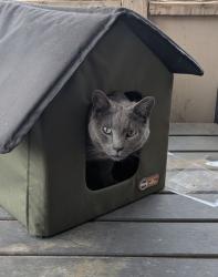 Lost Male Cat last seen 83rd and Glendale , Glendale, AZ 85303