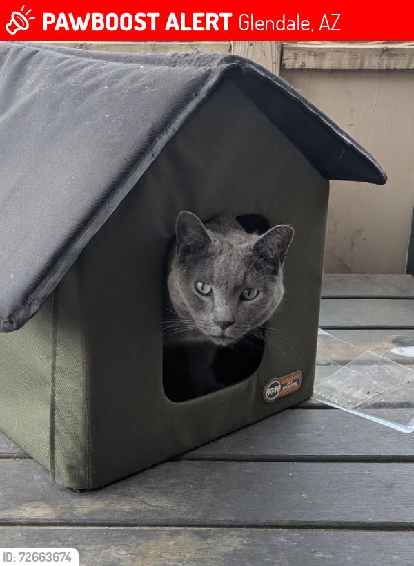 Lost Male Cat last seen 83rd and Glendale , Glendale, AZ 85303