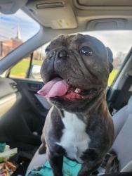 Found/Stray Male Dog last seen 25th & Mitthoeffer, Indianapolis, IN 46229