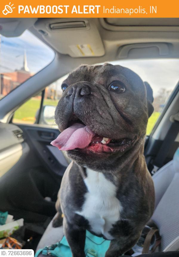 Found/Stray Male Dog last seen 25th & Mitthoeffer, Indianapolis, IN 46229