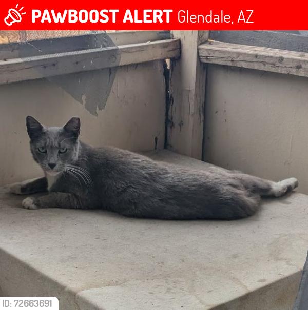 Lost Female Cat last seen 83rd and Glendale , Glendale, AZ 85303