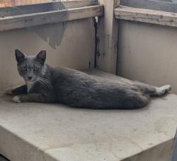 Lost Female Cat last seen 83rd and Glendale , Glendale, AZ 85303