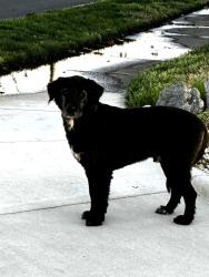 Found/Stray Male Dog last seen Baywood and Meiggs, Chesapeake, VA 23323