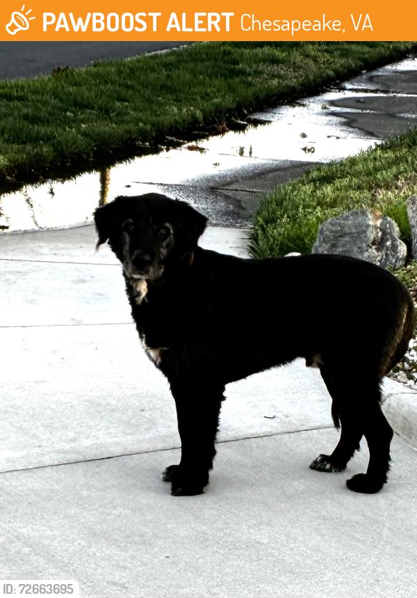 Found/Stray Male Dog last seen Baywood and Meiggs, Chesapeake, VA 23323
