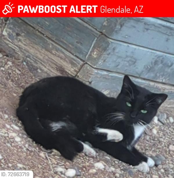 Lost Female Cat last seen 83rd and Glendale , Glendale, AZ 85303