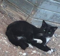 Lost Female Cat last seen 83rd and Glendale , Glendale, AZ 85303