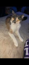 Lost Female Cat last seen Ward St, Wallingford, CT 06492
