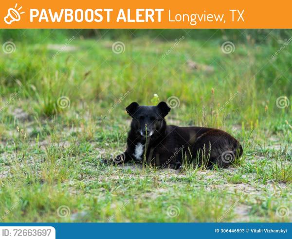 Found/Stray Unknown Dog last seen Near norma lee ln, Longview, TX 75602